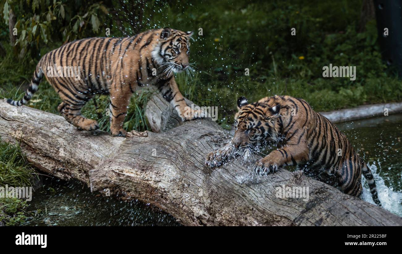 I cuccioli di tigre Zac e Crispin giocano vicino all'acqua allo Zoo di Londra. Foto Stock