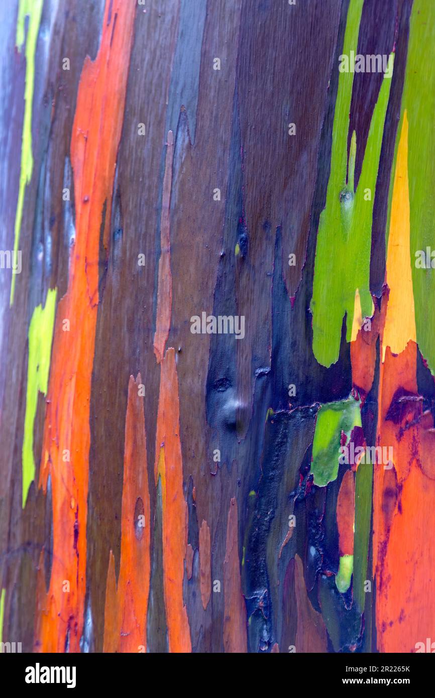 Bellissimo primo piano naturale isolati colori della corteccia di un albero di Eucalipto arcobaleno in Hawaii. Foto Stock
