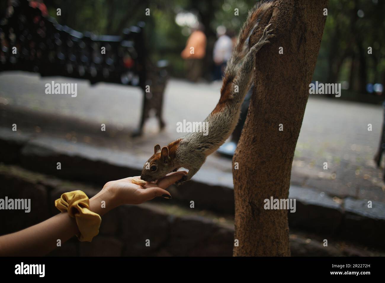 Una persona di sesso sconosciuto con un sorriso caldo e invitante sta godendo un momento di connessione con un piccolo scoiattolo selvaggio Foto Stock