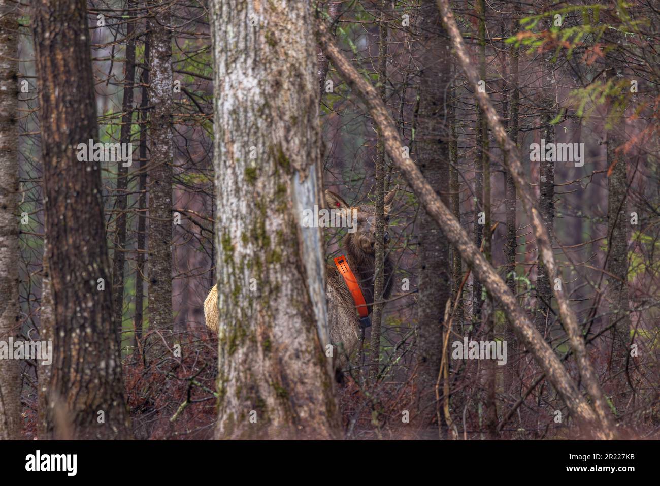 Alce femminile nella zona di Clam Lake nel Wisconsin settentrionale. Foto Stock