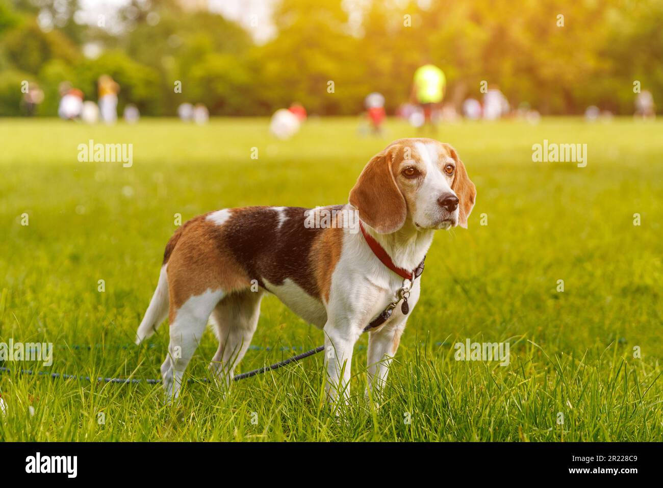 Cane Beagle sull'erba verde in un parco Foto Stock