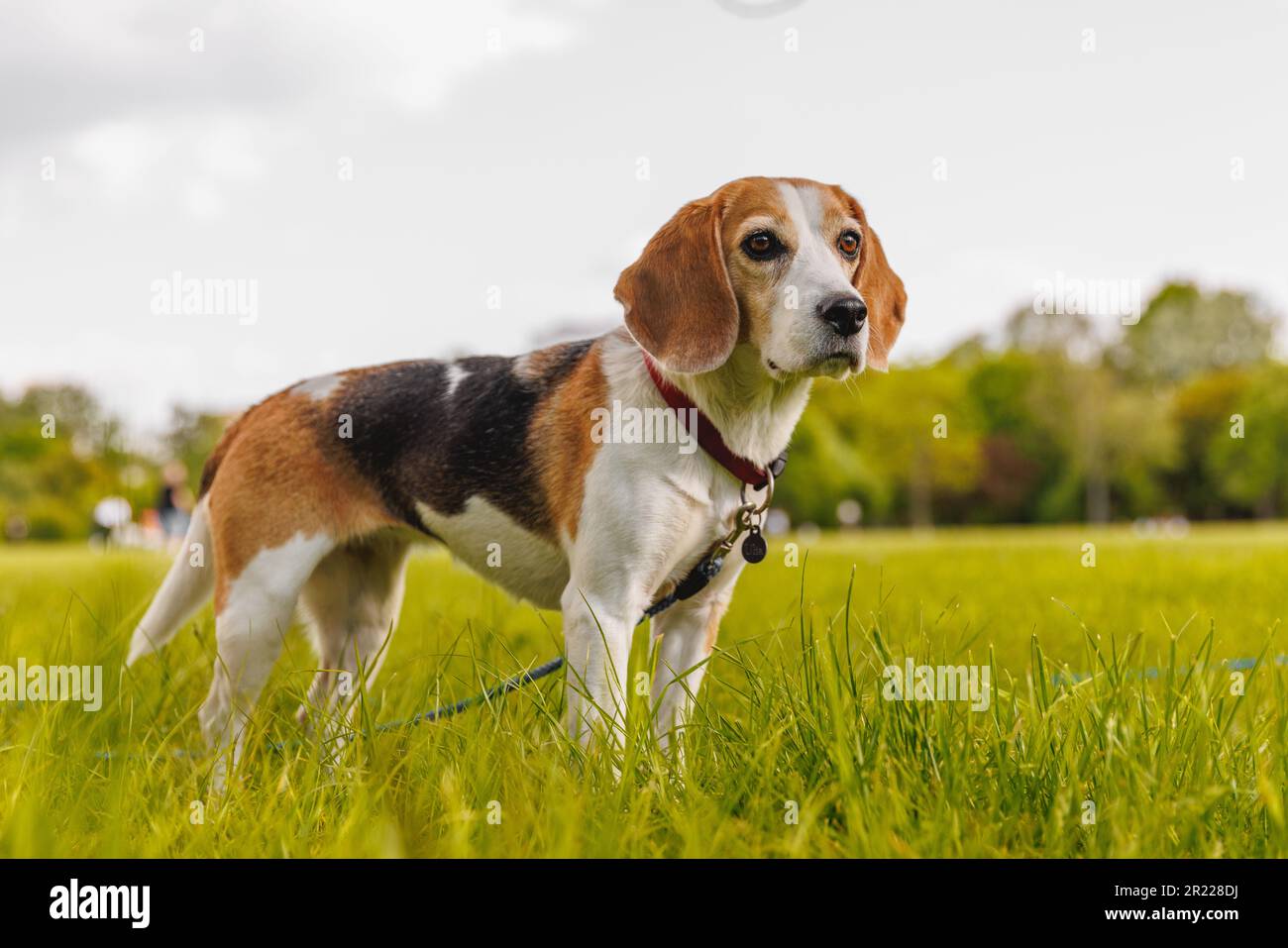 Cane Beagle sull'erba verde in un parco Foto Stock