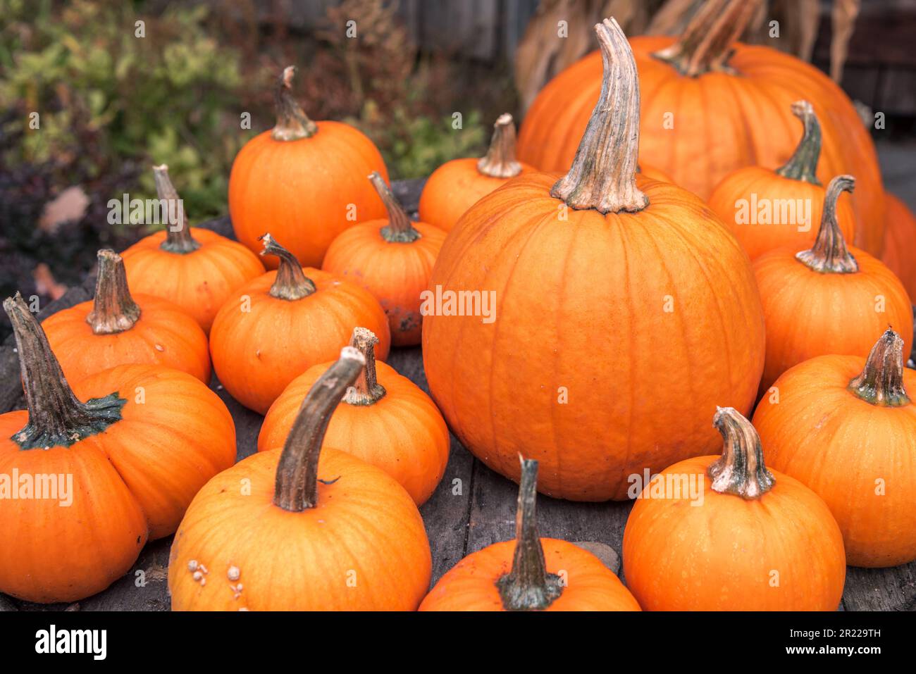 Primo piano di grandi zucche in vendita in un mercato agricolo in autunno Foto Stock