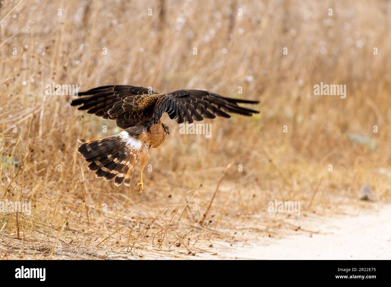 Arrier di montague (Circus pygargus), giovane a partire da terra, Spagna, Andalusia, Tarifa Foto Stock