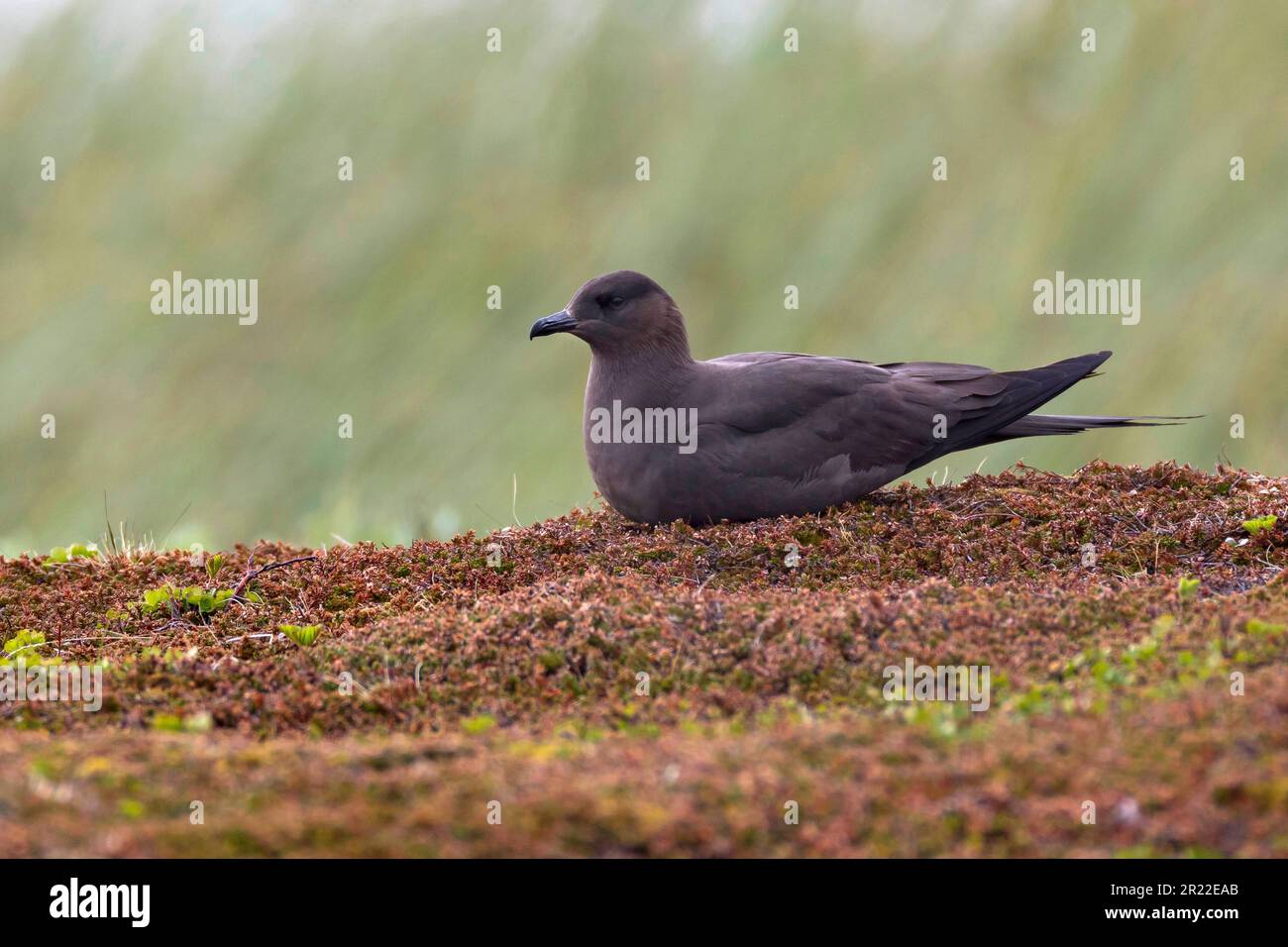 Jaeger parassita, Skua artica, Skua parassita (Stercorarius parasiticus), menzogna, morfo scuro, Norvegia Foto Stock