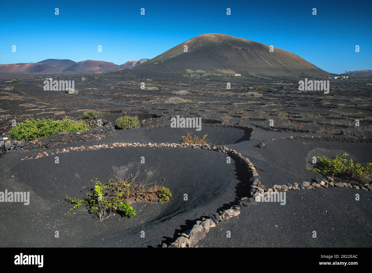 Vitigno, vitigno (Vitis vinifera), viticoltura su terreno lavico, pareti come frangivento, Isole Canarie, Lanzarote, la Geria Foto Stock