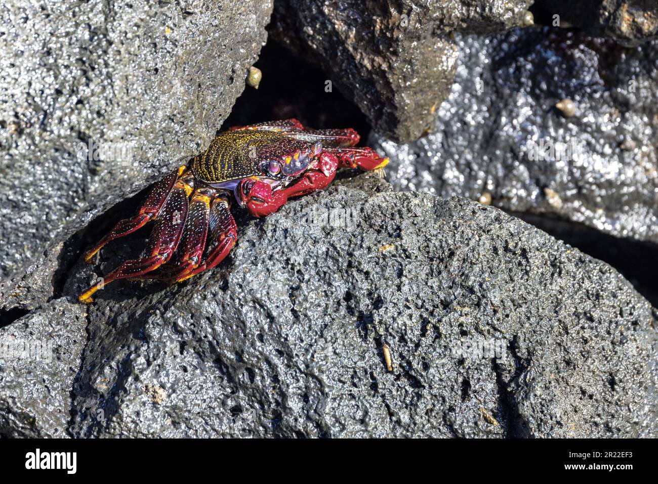 Atlantico orientale Sally granchio piede leggero, granchio costiero screziato (Grapsus adscensionis), sdraiato su una roccia lavica sul mare, Isole Canarie, Fuerteventura Foto Stock
