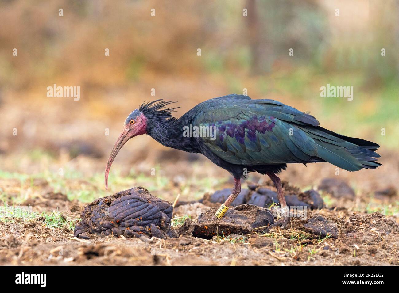 Hermit ibis, Northern Bald Ibis (Geronticus eremita), alla ricerca di cibo in un campo, Spagna, Andalusia, Barbate Foto Stock