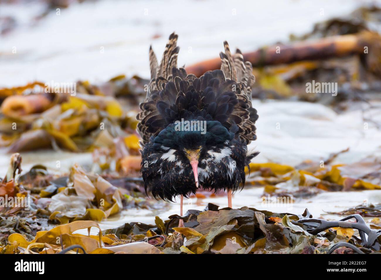 ruff (Philomachus pugnax), maschio, colorazione riproduttiva, Svezia Foto Stock