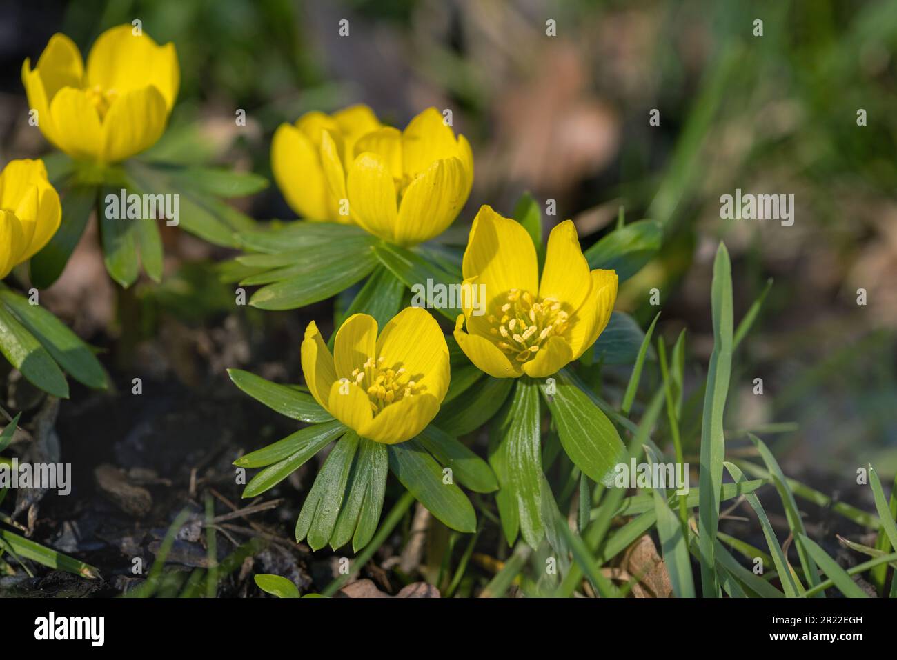 Aconite invernale (Eranthis hyemalis), fioritura, Olanda, Frisia Foto Stock