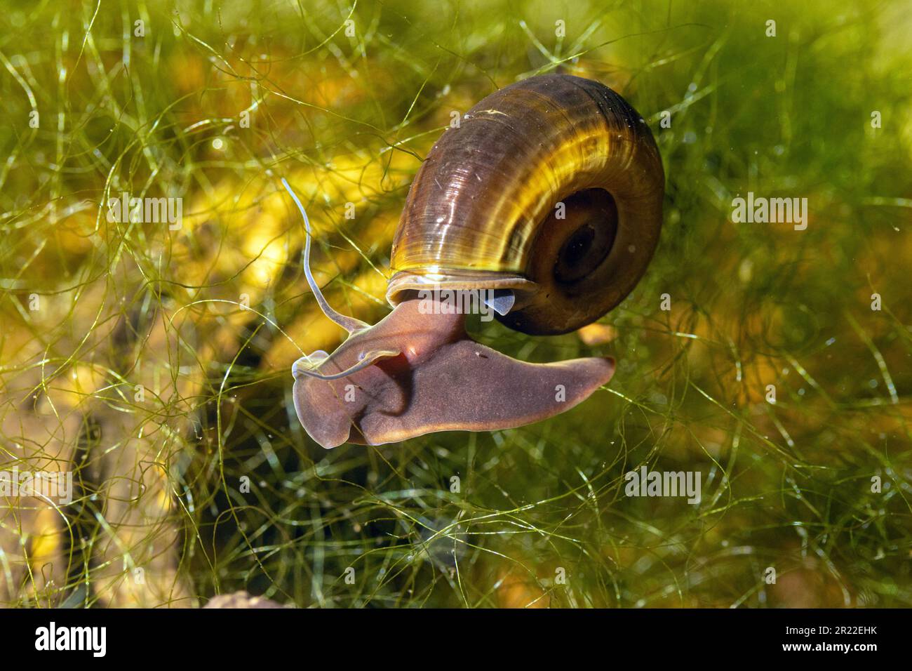 Corno di montone, grande ramshorn, tromba (Planorbarius corneus), strisciante sulle piante, Germania Foto Stock