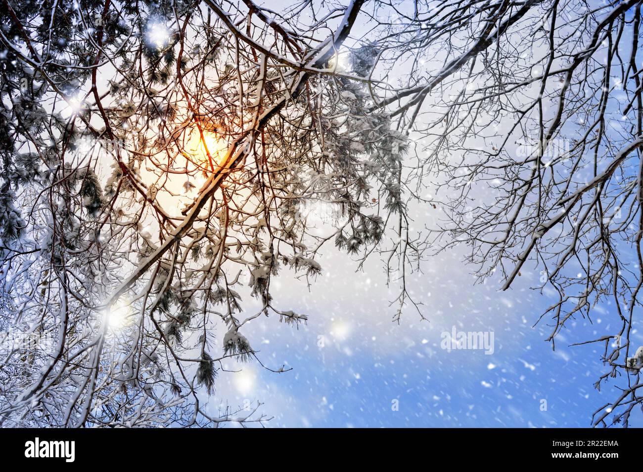 Luce del sole tra rami innevati, Germania, composizione Foto Stock