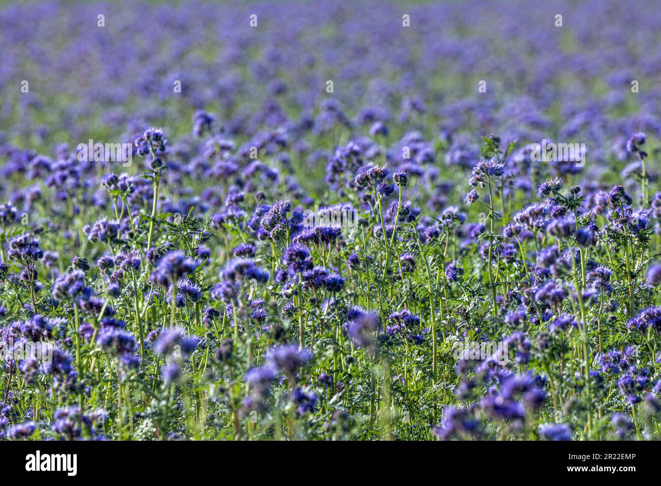 Bee food, scorpion-weed tansy (Phacelia tanacetifolia), fioritura campo, Germania, Baviera Foto Stock