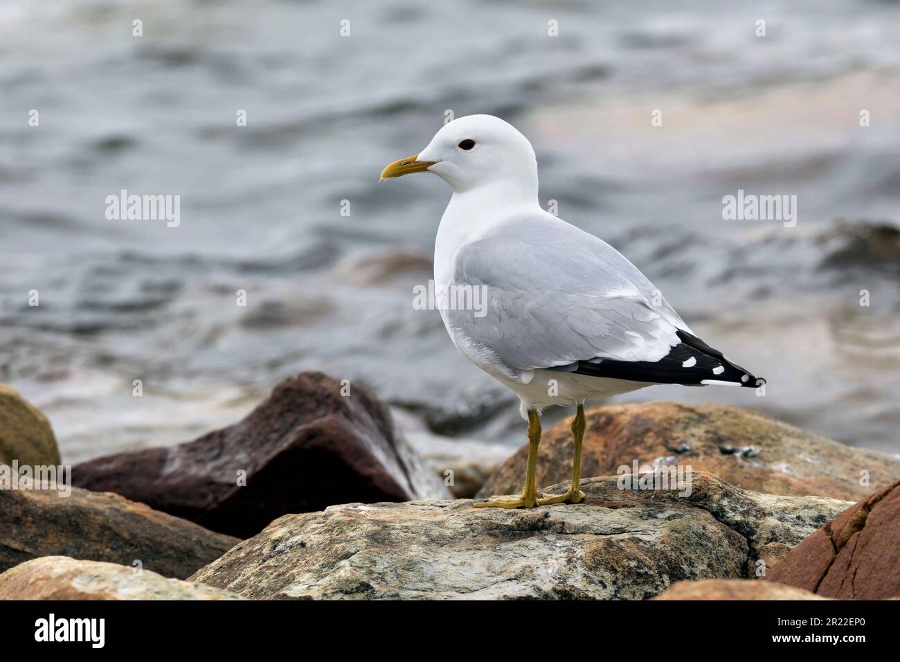 Gabbiano mew (Larus canus), sulle rocce costiere, Svezia Foto Stock