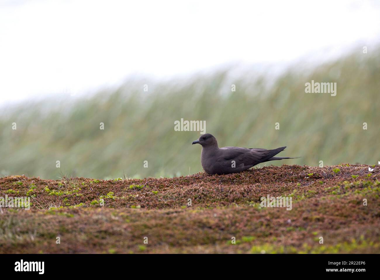 Jaeger parassita, Skua artica, Skua parassita (Stercorarius parasiticus), menzogna, morfo scuro, Norvegia Foto Stock