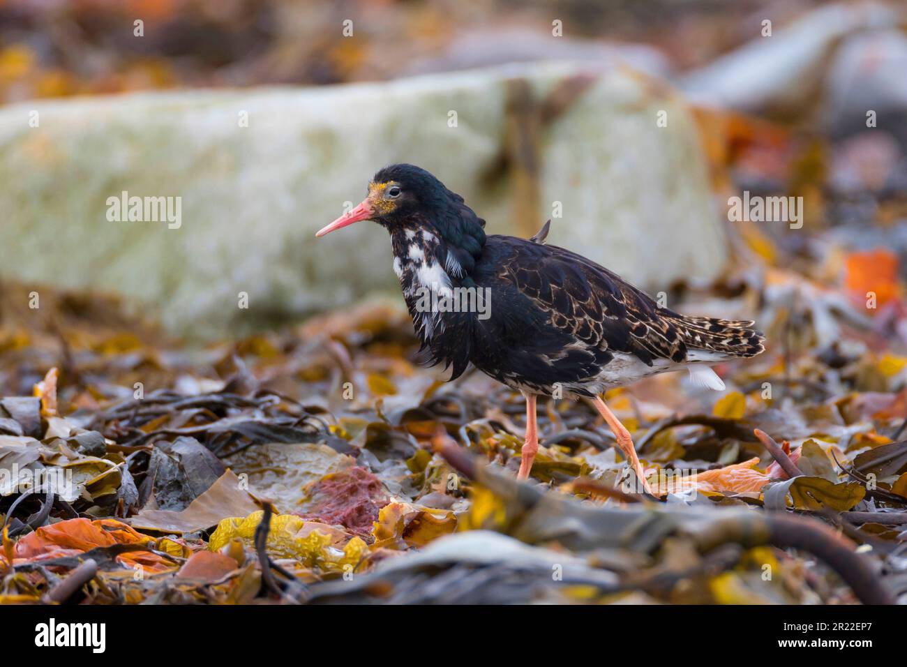 ruff (Philomachus pugnax), maschio, colorazione riproduttiva, Svezia Foto Stock