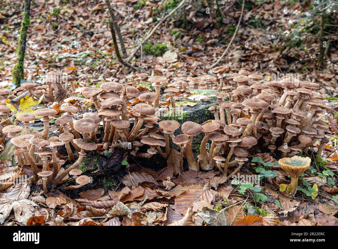 Fungo di miele scuro, fungo di miele (Armillaria ostoyae, Armillariella polymyces, Armillaria solidifices), gruppo su legno morto, Germania, Baviera Foto Stock
