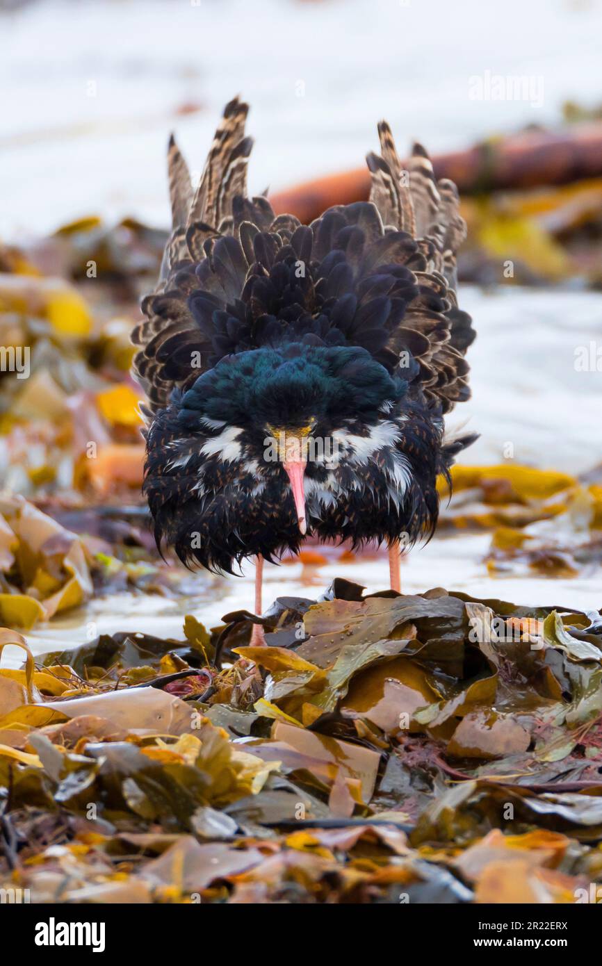 ruff (Philomachus pugnax), maschio, colorazione riproduttiva, Svezia Foto Stock