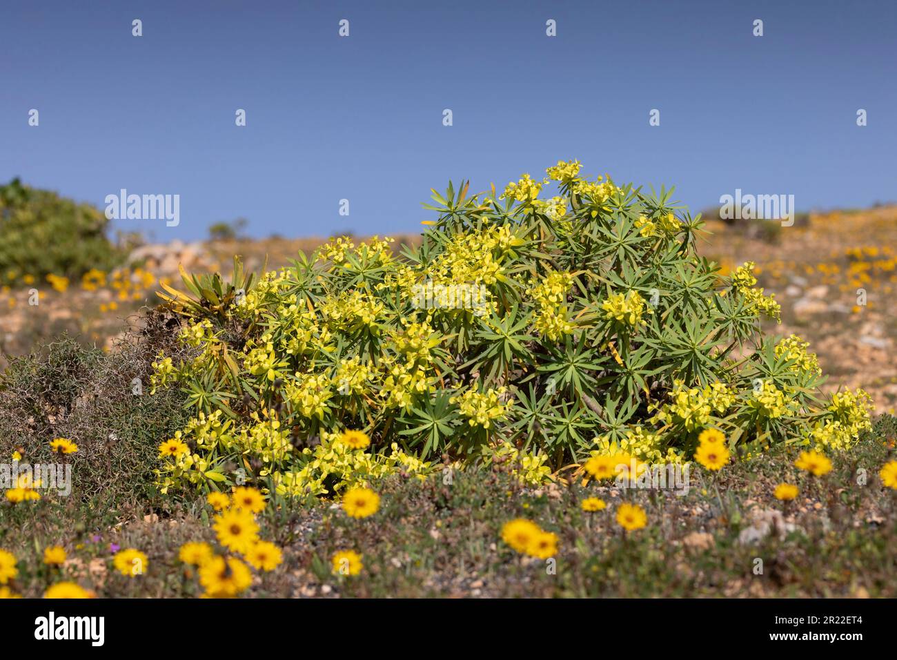 Lo spurgo di re Giuba (Euphorbia regis-jubae, Euphrobia obtusifolia subsp. regis-jubae, Euphorbia lamarckii subsp. regis-jubae ), fioritura, Canary Foto Stock