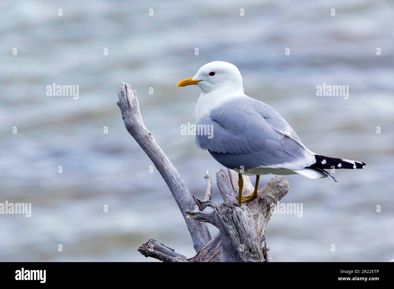 Mew gull (Larus canus), seduto su un ramo vicino al mare, Svezia Foto Stock