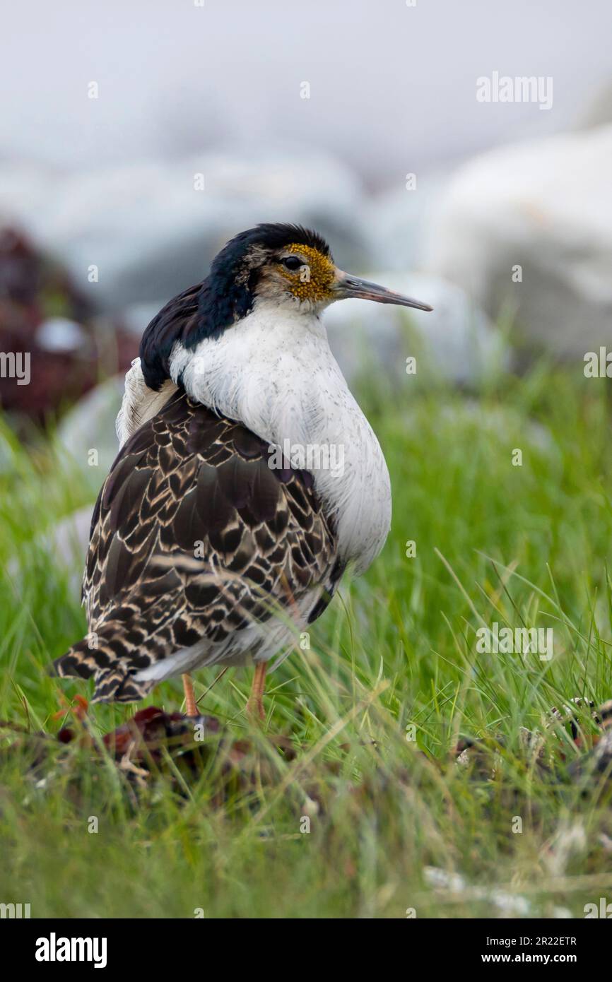 ruff (Philomachus pugnax), maschio, colorazione riproduttiva, Svezia Foto Stock