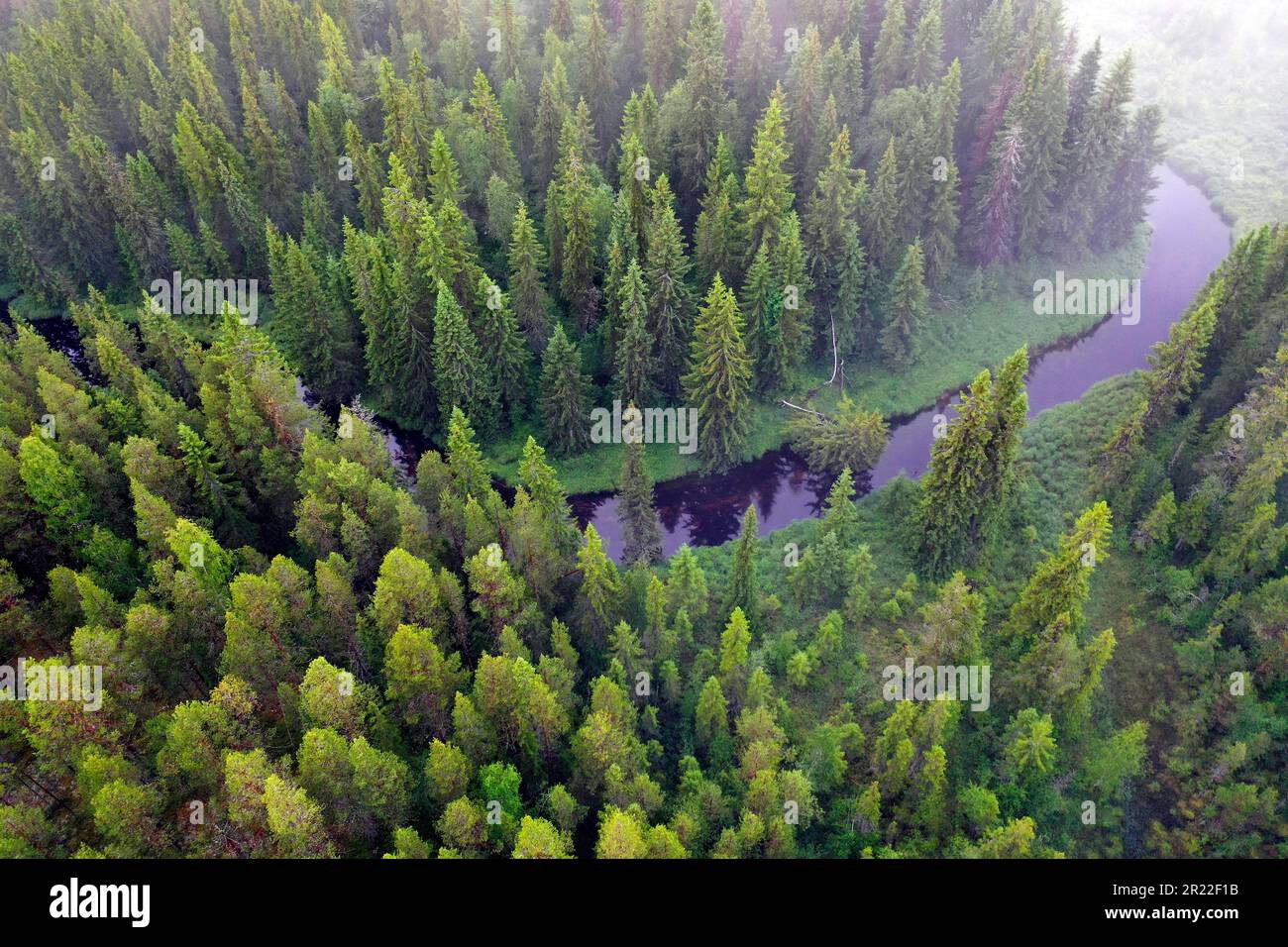 Taiga con foreste di conifere e torrente nella regione di Aelvdalen, vista aeril, Svezia Foto Stock