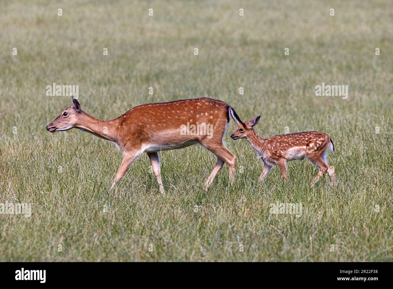 Capriolo (Dama dama, Cervus dama), crosta con fawn, Germania, Baviera Foto Stock