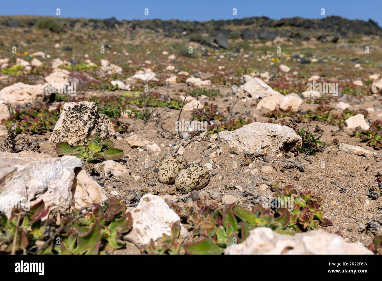 Cespuglio di pietra-riccio, cespuglio spesso-ginocchio (Burhinus grallarius), uova sul terreno, Isole Canarie, Lanzarote, Teguise Foto Stock