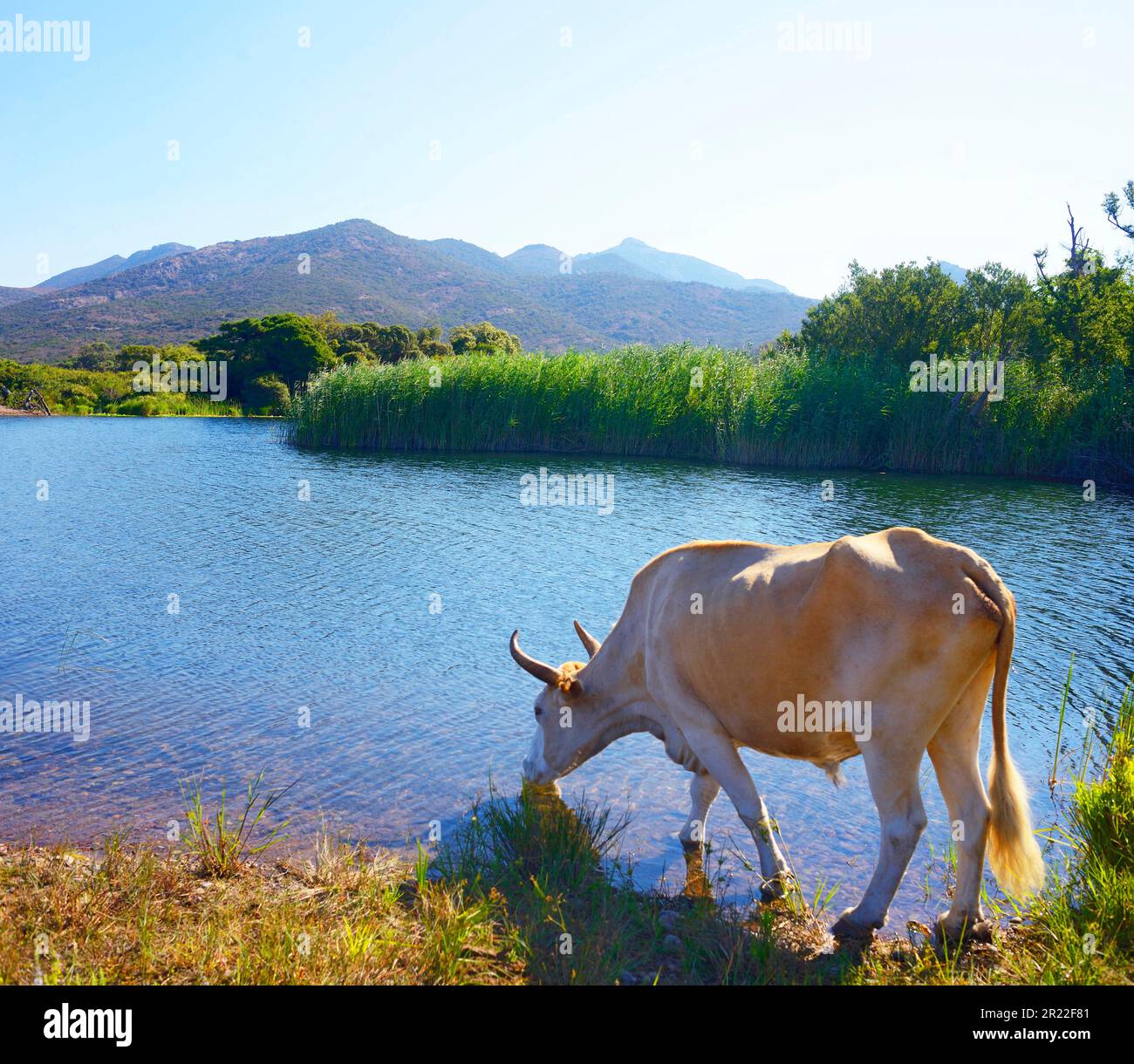 Bovini domestici (Bos primigenius F. taurus), toro nel delta del fango, parco naturale della Corsica, Francia, Corsica, Galeria Foto Stock