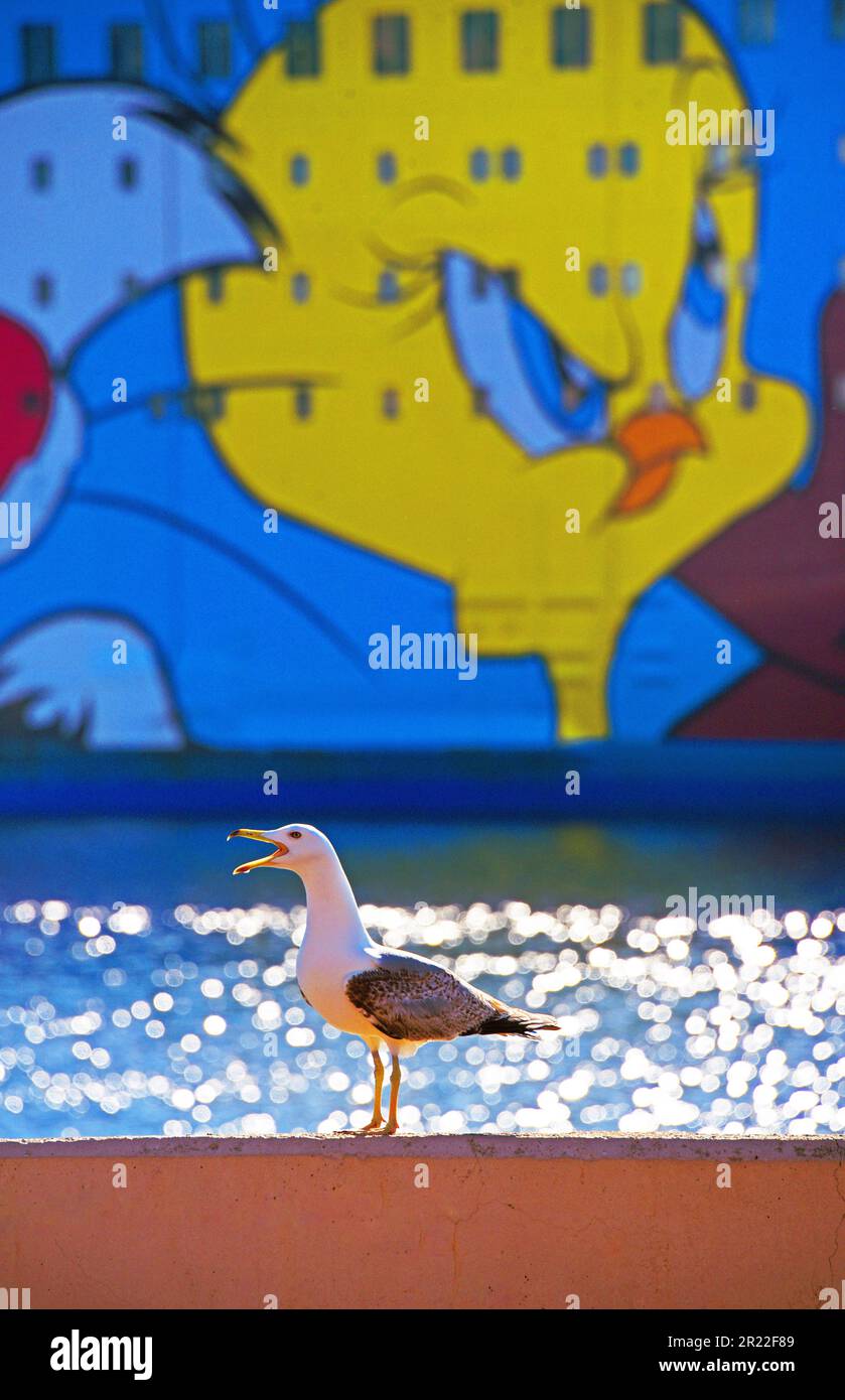 Gabbiano a zampe gialle (Larus michahellis, Larus cachinnans michahellis), gabbiano sul porto di fronte a un traghetto italiano, Francia, Corsica, Bastia Foto Stock