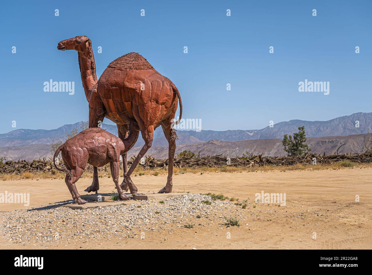 Borrego Springs, CA, USA - 24 aprile 2023: Gigantesco dromedario preistorico in metallo arrugginito marrone con una statua di vitello succhiato posta sul pavimento sabbioso del deserto sotto bl Foto Stock