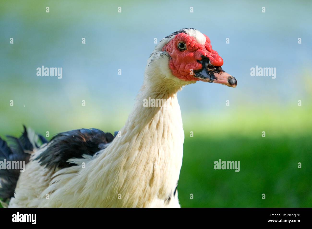 Primo piano anatra di muscovy cairina moschata con faccia rossa e becco. Sfondo uccello anatra carta da parati. Foto Stock