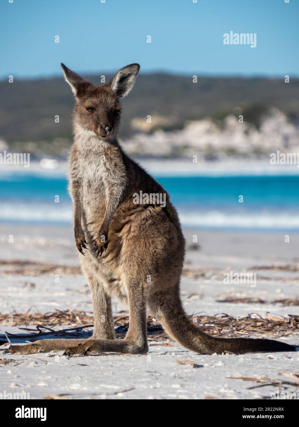 Provate la serenità di Lucky Bay vicino Esperance, Australia, mentre un piccolo canguro gode della spiaggia bianca incontaminata. Foto Stock