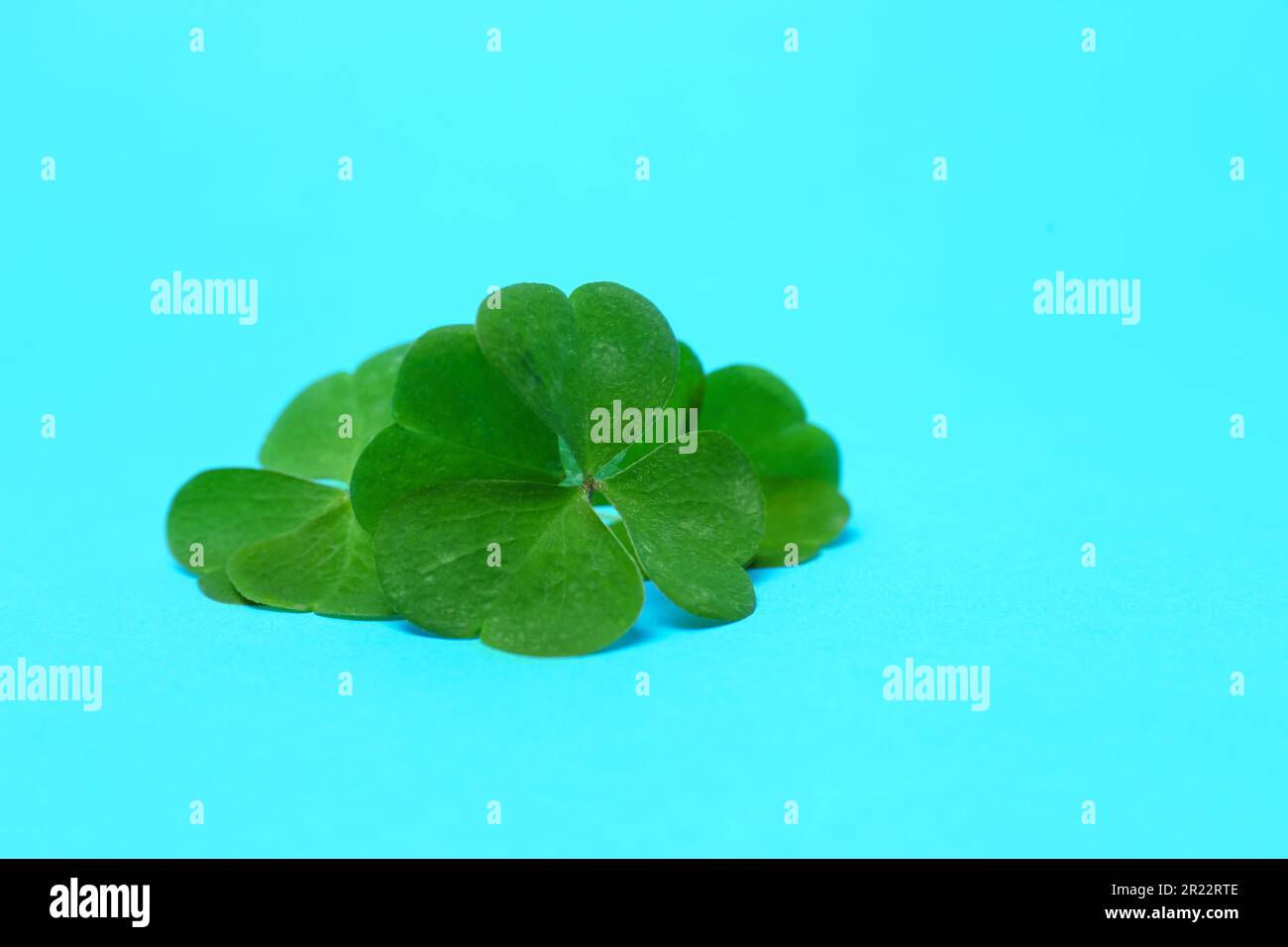 Bel trifoglio verde a quattro foglie su sfondo azzurro Foto Stock
