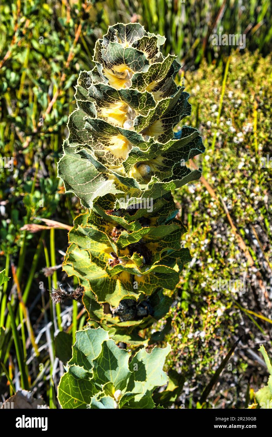 Hakea victoria (hakea reale o lanterna), nota per il suo fogliame ornamentale, un raro arbusto endemico del Fitzgerald River National Park, Australia Occidentale Foto Stock