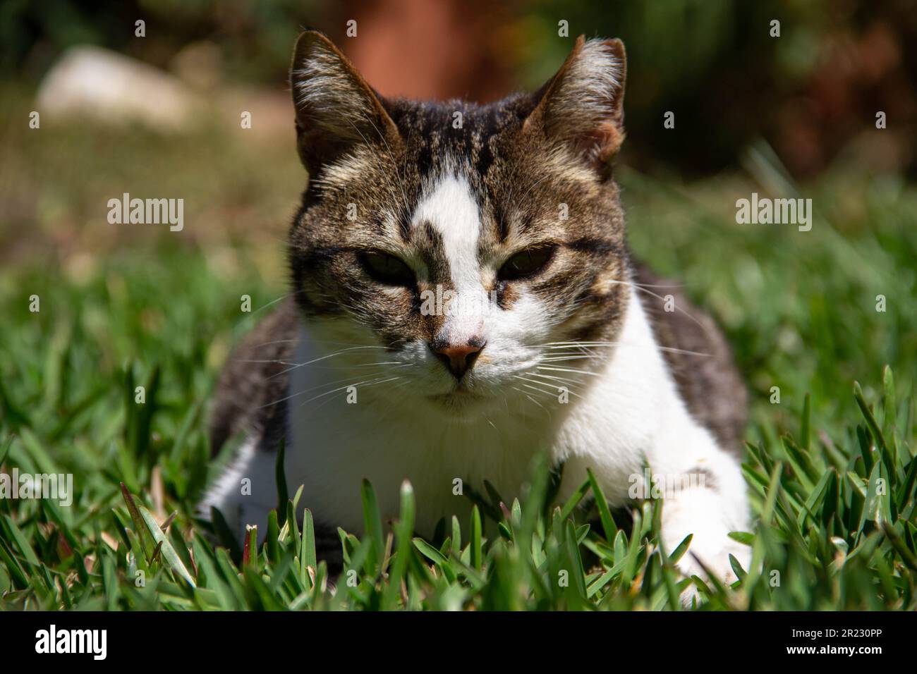 Gatto domestico sdraiato sull'erba nel giardino che prende il sole. Gatto bianco con macchie di tabby. Foto Stock