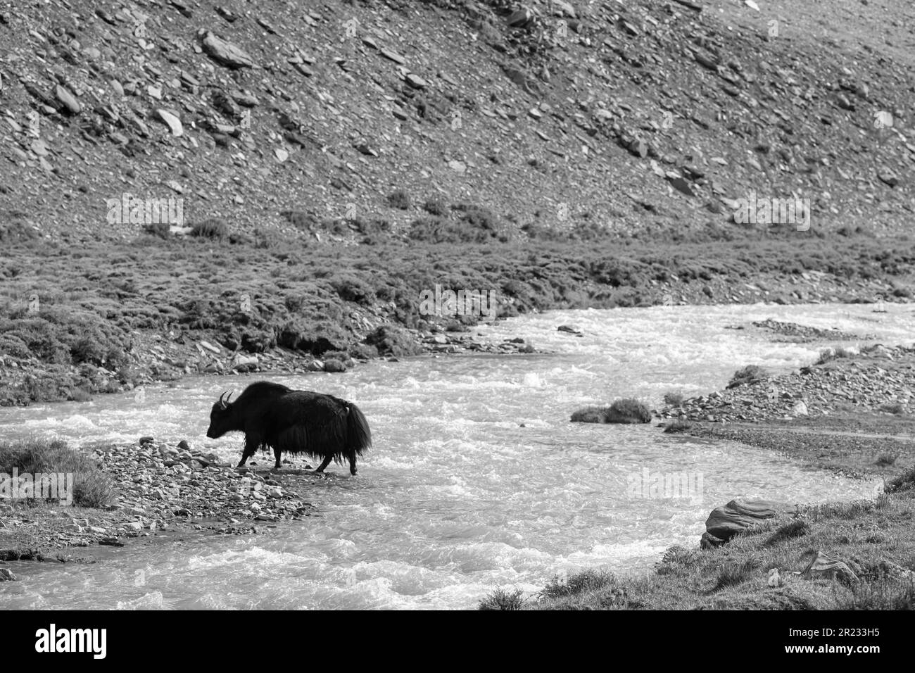 16 agosto 2019: Yak tibetano vicino al campo base dell'Everest, Tibet Foto Stock
