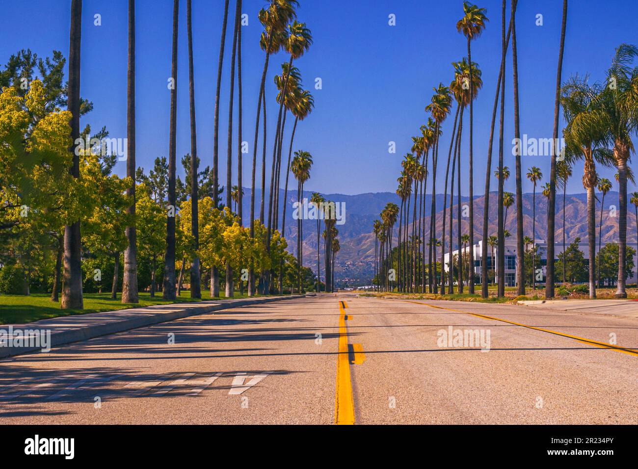 Immagine che mostra la bellezza unica delle California Fan Palms, native dello stato, che adornano Nevada Street a North Redlands, California. Foto Stock