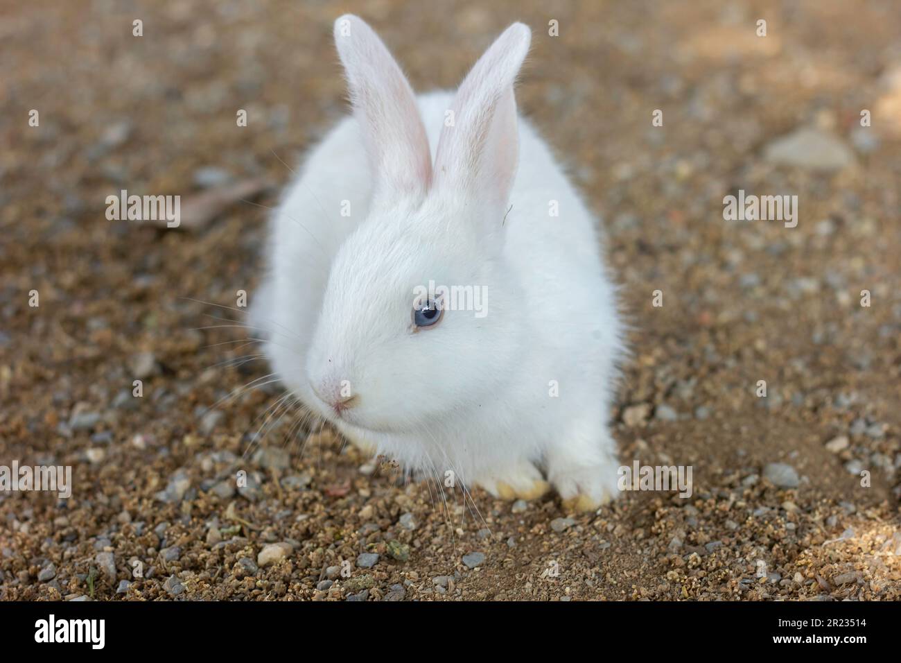 Giovane bianco coniglio primo piano sulla terra e verde gress, bello di bambino animale domestico sdraiarsi Foto Stock