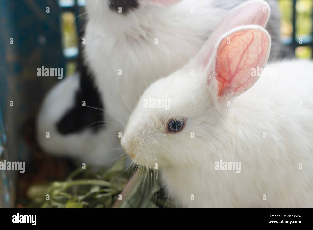 Giovane bianco coniglio primo piano sulla terra e verde gress, bello di bambino animale domestico sdraiarsi Foto Stock