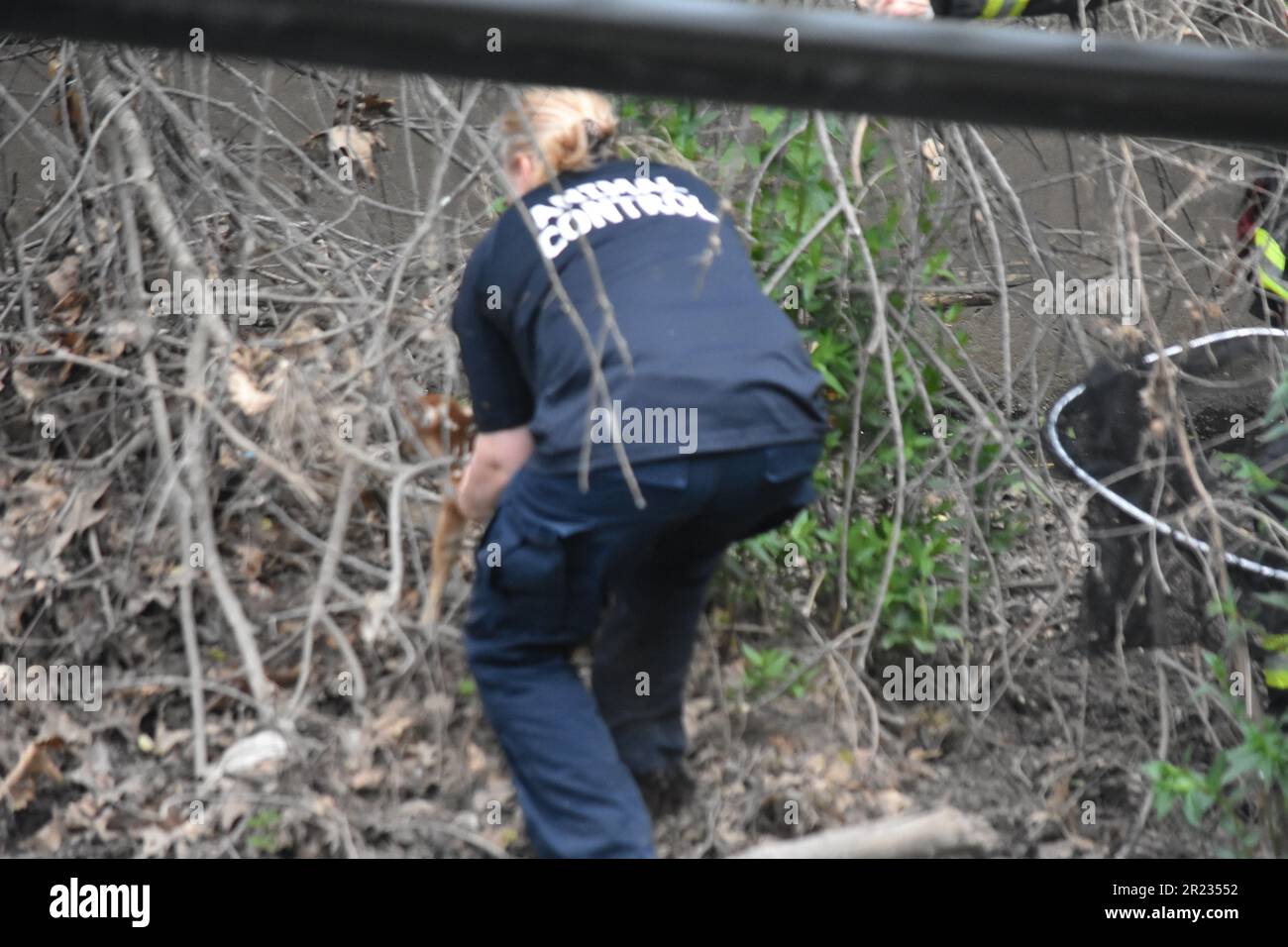 Englewood, Stati Uniti. 16th maggio, 2023. Il controllo degli animali lavora per salvare il cucciolo dai cespugli e dai rami che lo avevano intrappolato. Il Dipartimento dei vigili del fuoco di Englewood e il controllo degli animali della contea di Bergen hanno salvato con successo un cucciolo di cervo che era bloccato al torrente Overpeck. Il cucciolo è stato estratto in sicurezza dai rami e dai cespugli. Il controllo animale ha preso la custodia del cucciolo salvato. (Foto di Kyle Mazza/SOPA Images/Sipa USA) Credit: Sipa USA/Alamy Live News Foto Stock