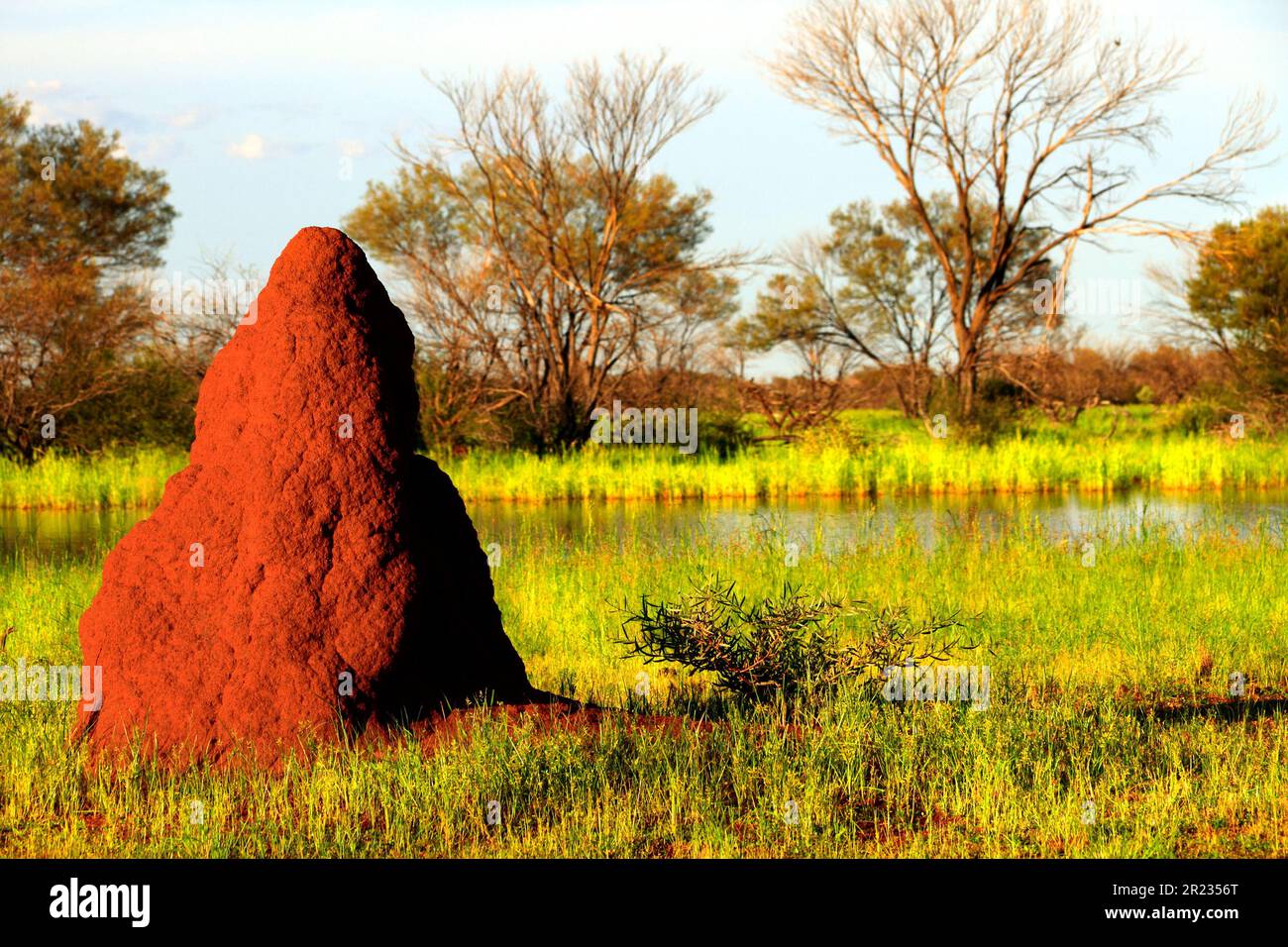 Nido di termite rossa, Pilbara, Australia nord-occidentale Foto Stock