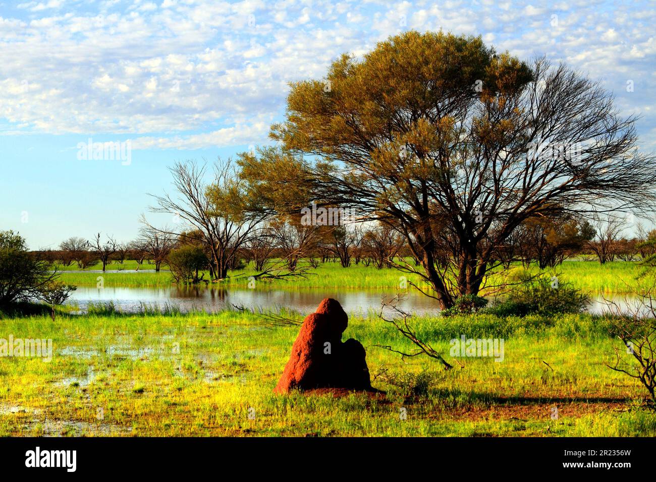 Nido di termite rossa, Pilbara, Australia nord-occidentale Foto Stock