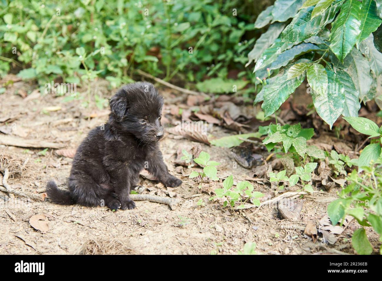 Adorabile cucciolo nero seduto in un ambiente naturale all'aperto. Composizione senza persone con spazio di copia. Foto Stock