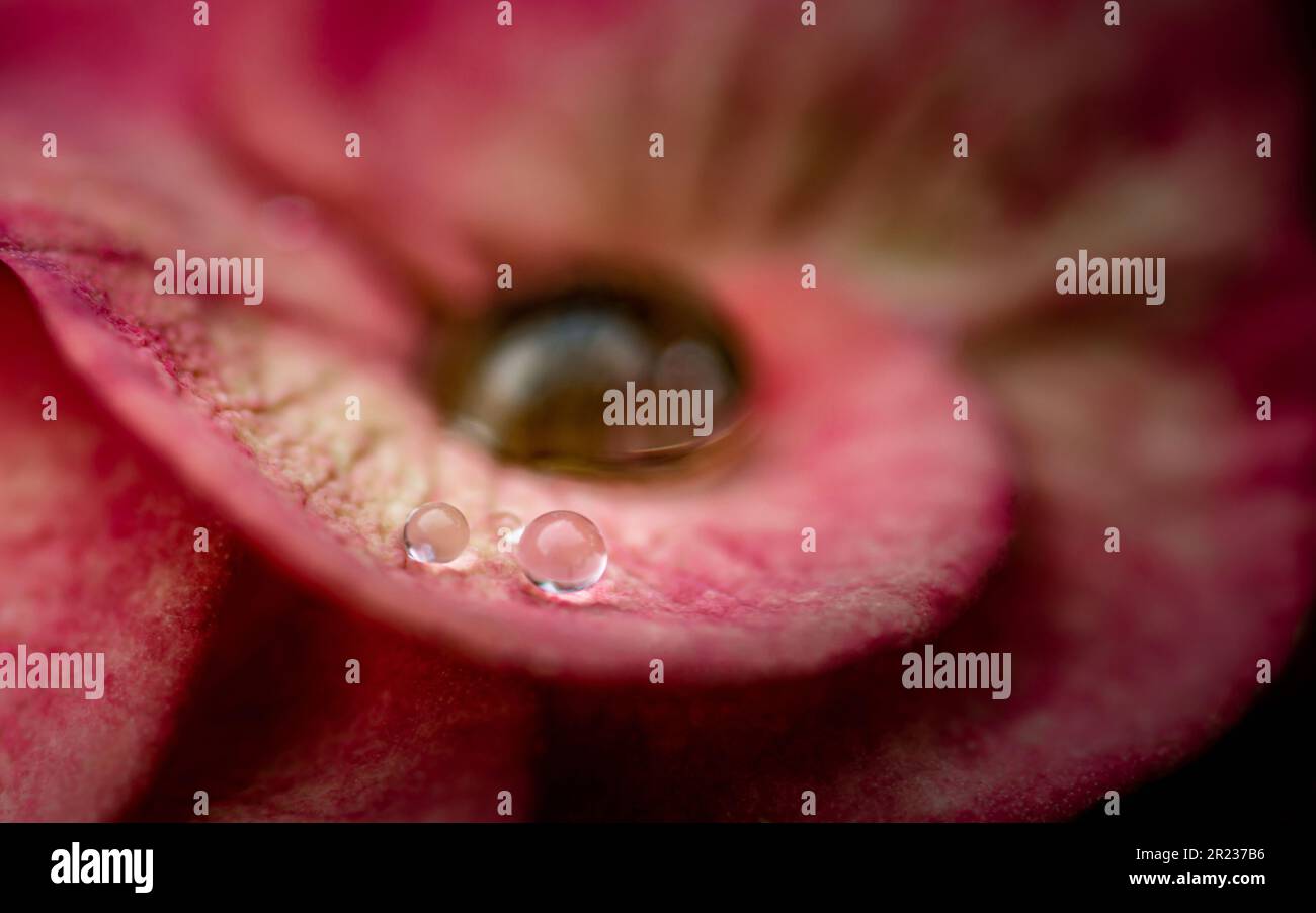 Primo piano Euphorbia milii fiore o corona di cristo con pollini gialli e gocce d'acqua sui petali, gocce di pioggia su Euphorbia milii rosa, fuoco selettivo, Foto Stock