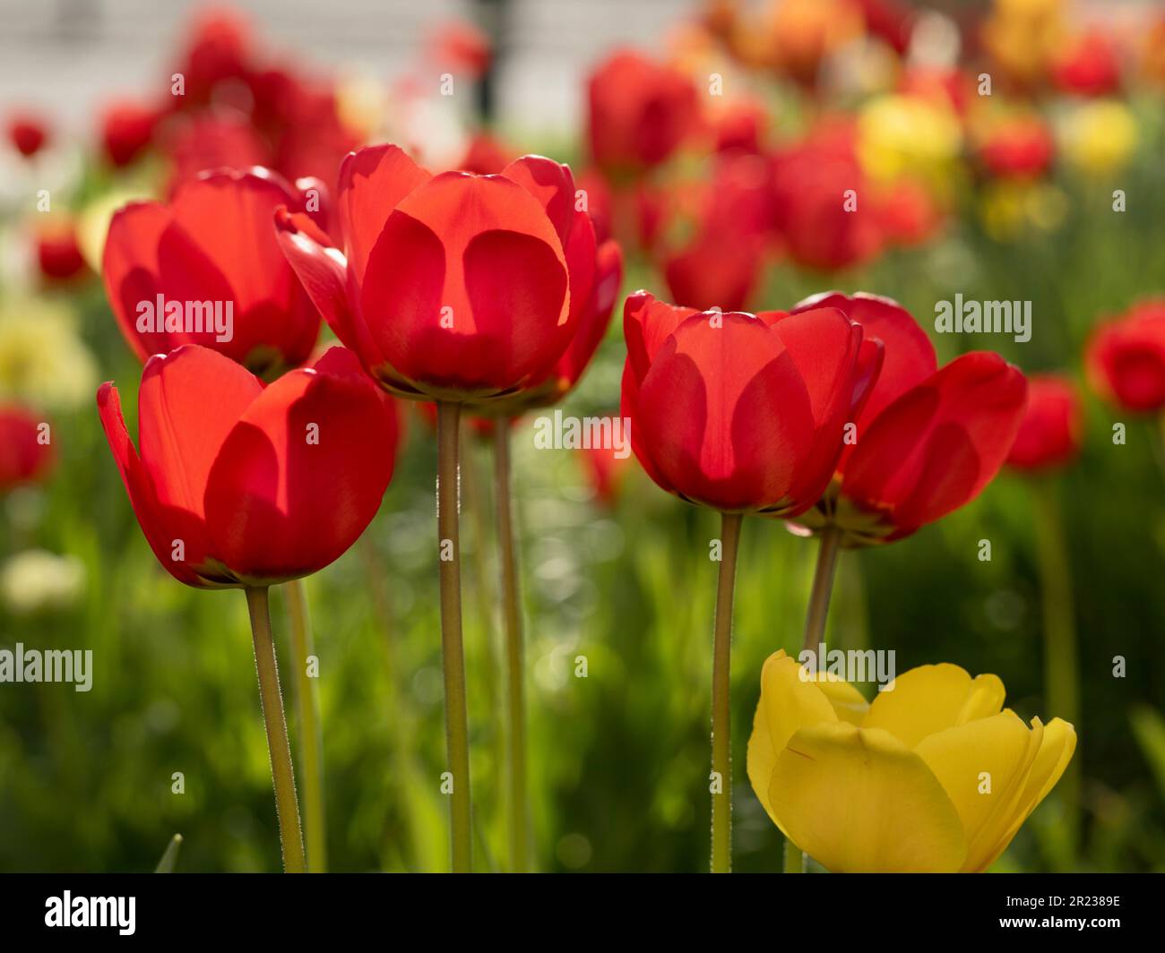 Una bella scena all'aperto una vasta gamma di tulipani rossi in piena fioritura Foto Stock