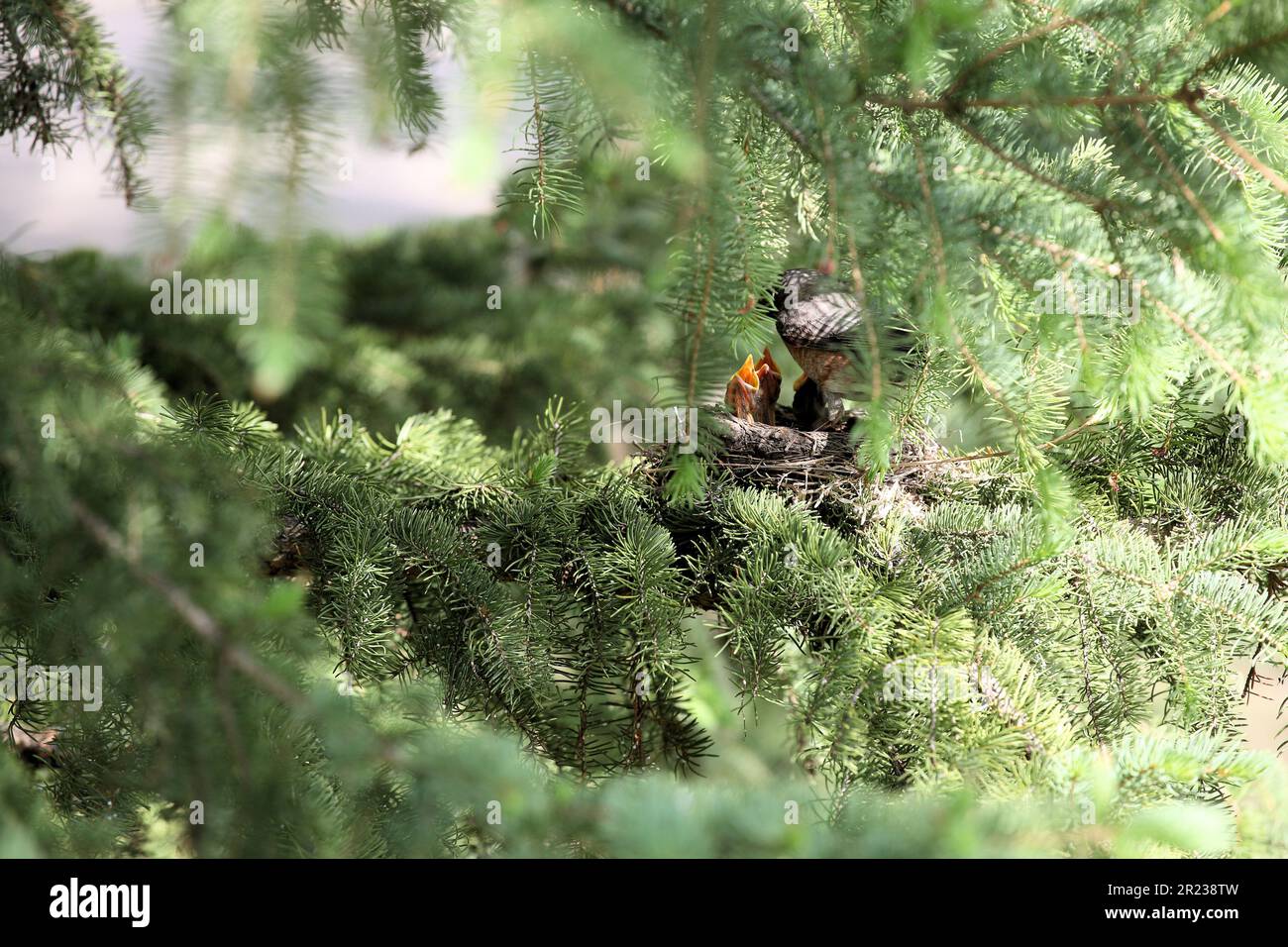 Robin nido in albero sempreverde, con i bambini che chiedono cibo dalla loro madre. Foto Stock