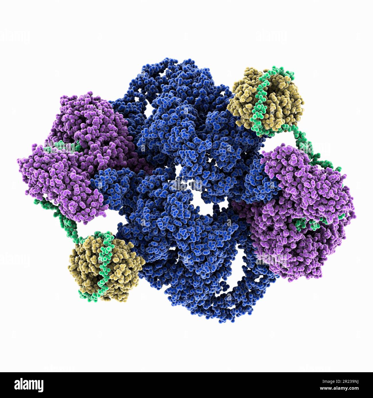 Struttura APO del complesso mTORC2 umano, modello molecolare Foto Stock