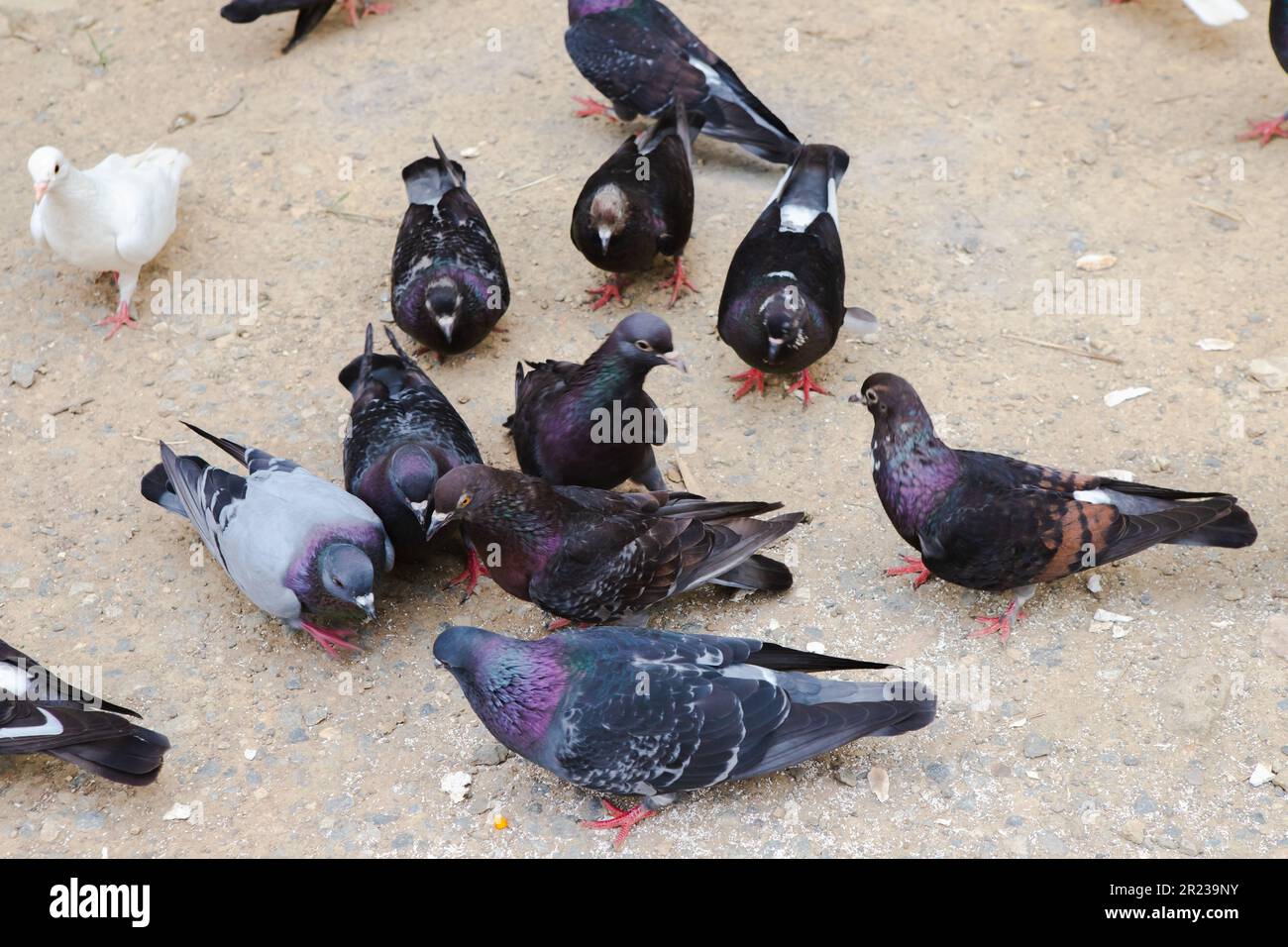 I piccioni mangiano cibo sulla terra e mais sulle labbra, il gruppo di piccioni mangia cibo insieme, animale di pollame Foto Stock