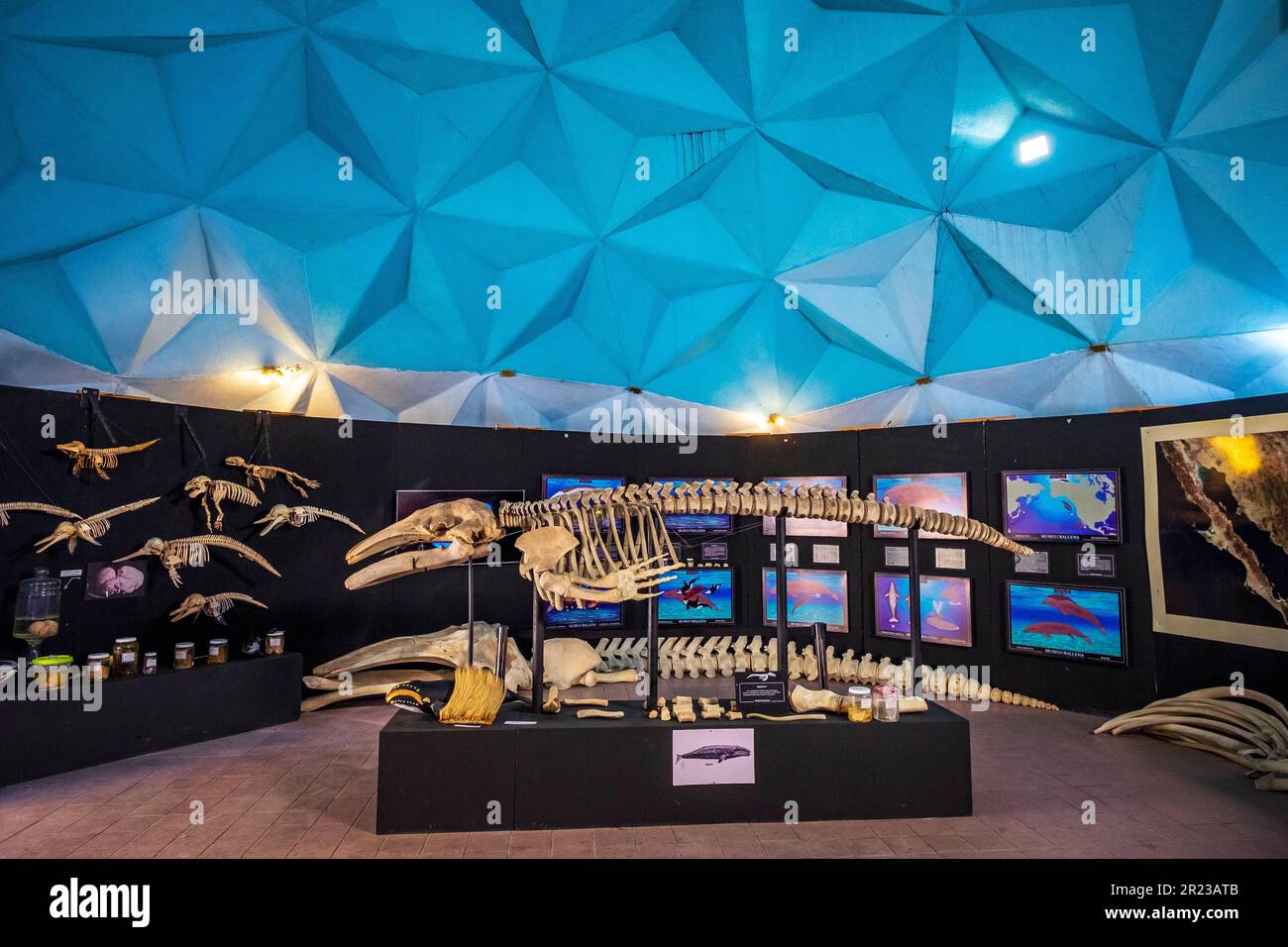 Scheletro di una balena al Museo de la Ballena, la Paz, Baja California, Messico Foto Stock